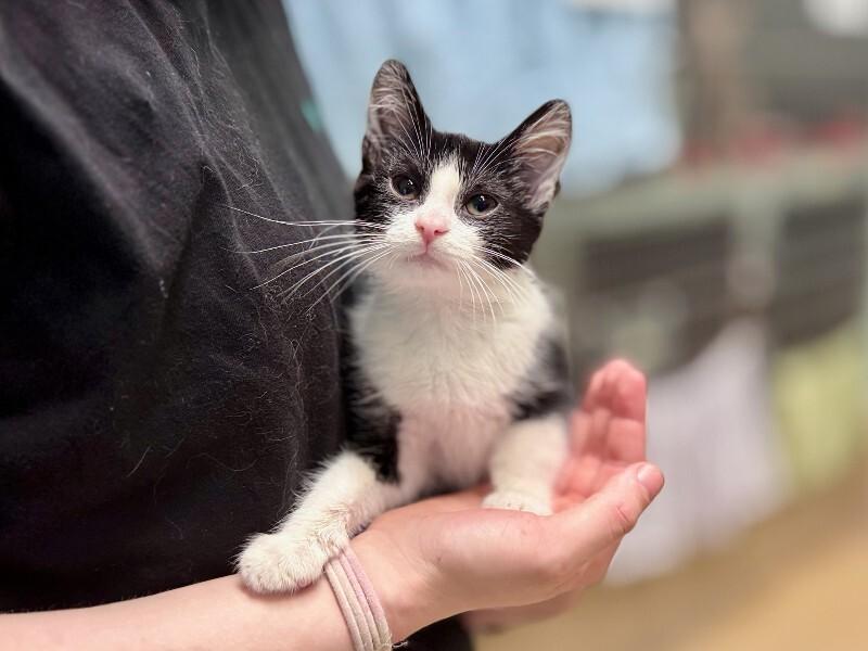 Remus, Adoptable, Young Male Domestic Short Hair.