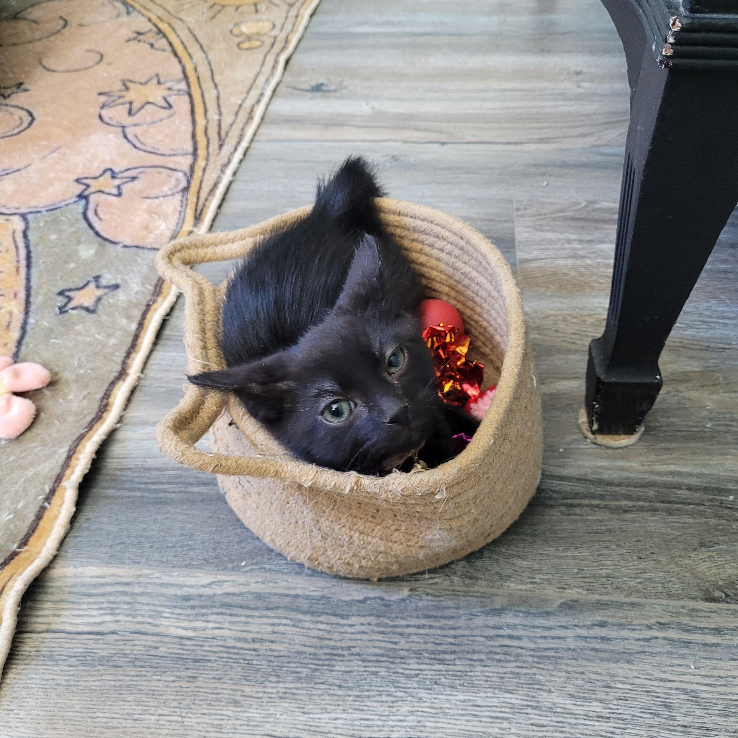 Reamer, a ADOPTABLE Domestic Short Hair in Maple Shade, NJ image 1/2