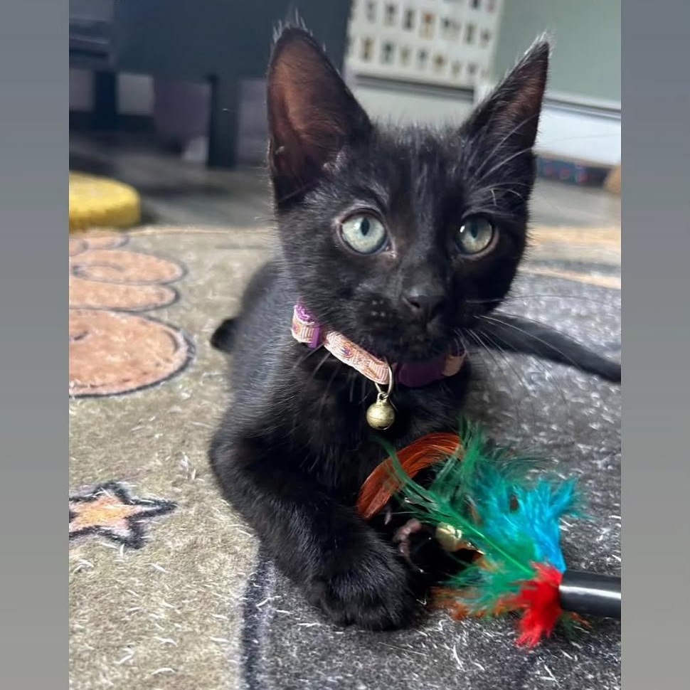 Reamer, a ADOPTABLE Domestic Short Hair in Maple Shade, NJ image 2/2