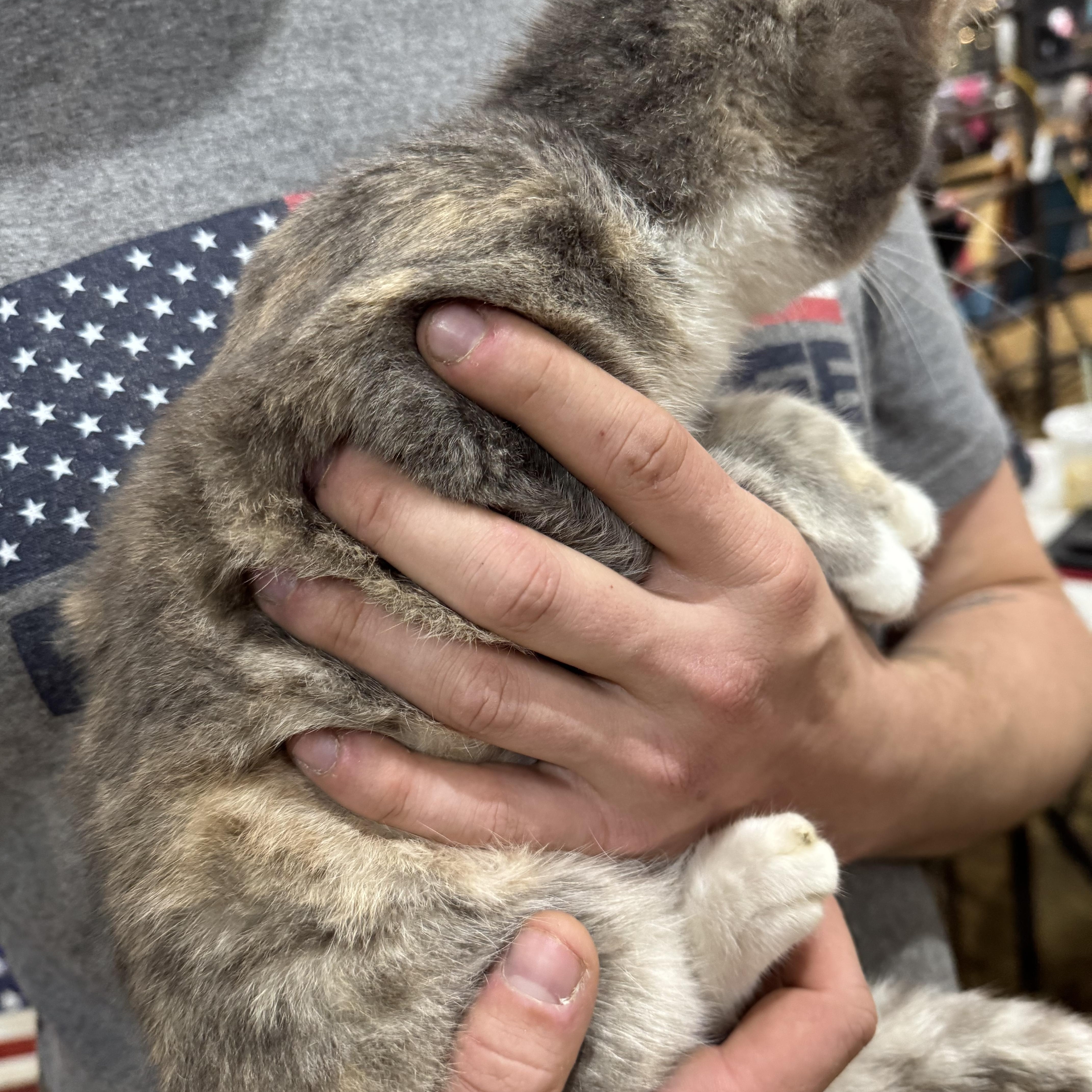Enlarge Angelica, an adopted mixed breed in Pottsboro, TX image 4/5