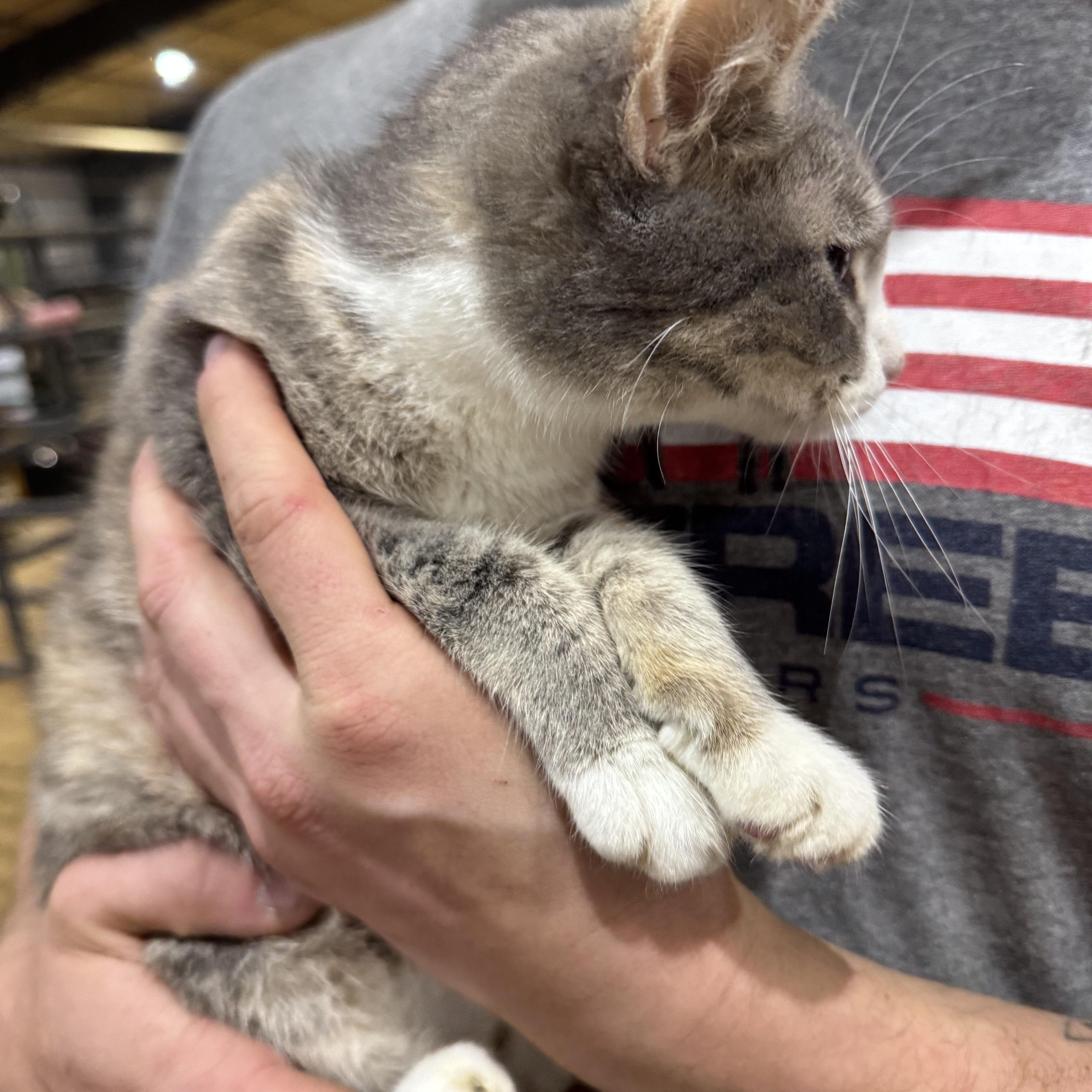 Enlarge Angelica, an adopted mixed breed in Pottsboro, TX image 2/5