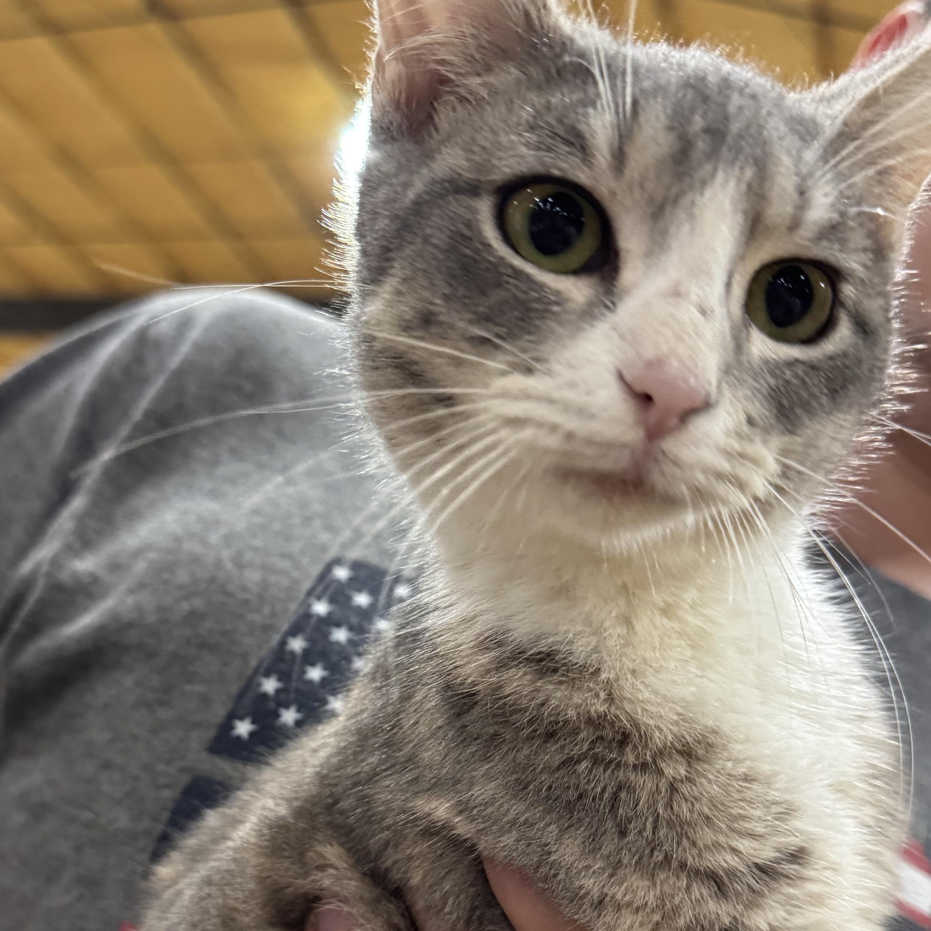 Angelica, adopted, Young Female Domestic Short Hair & Dilute Calico.