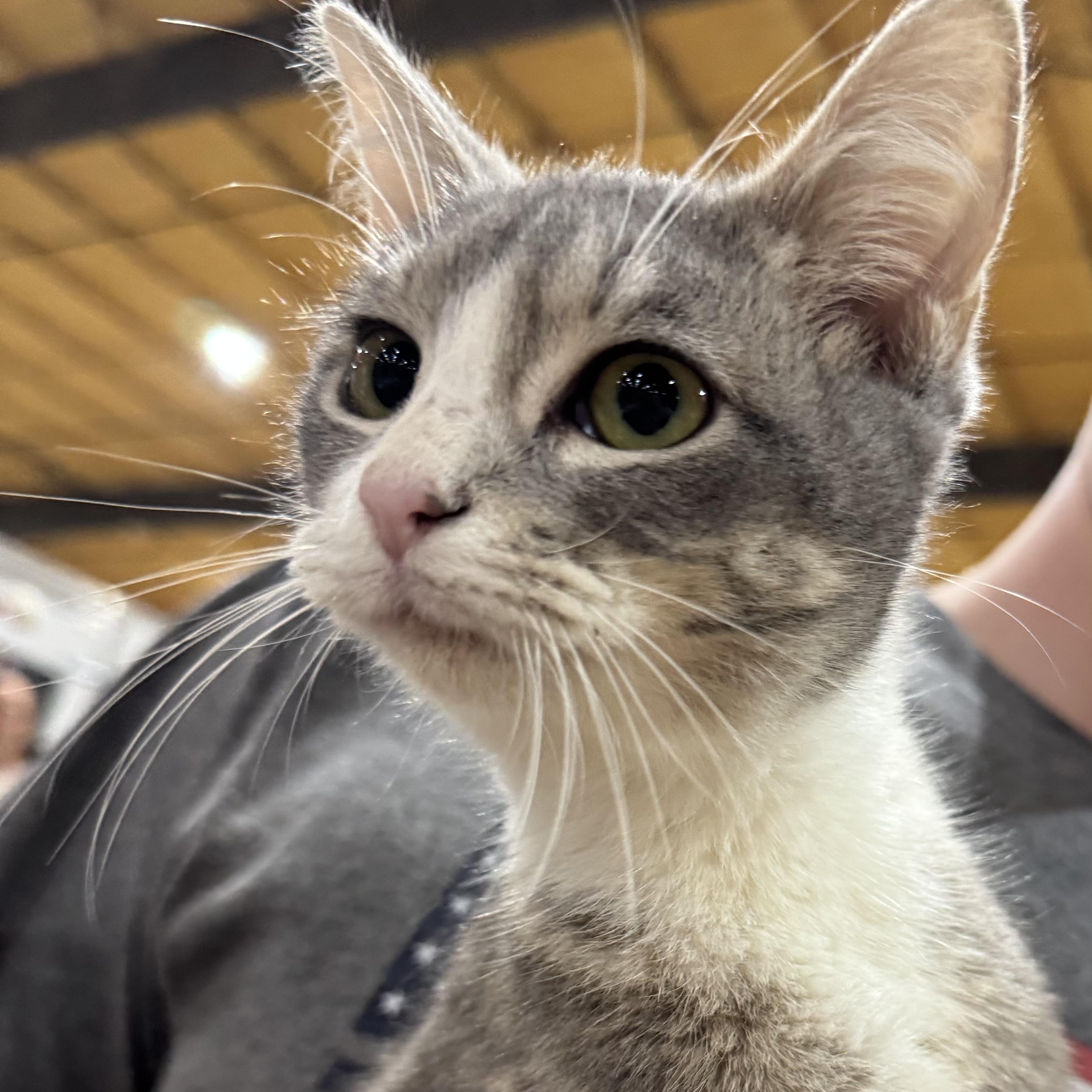 Enlarge Angelica, an adopted mixed breed in Pottsboro, TX image 3/5