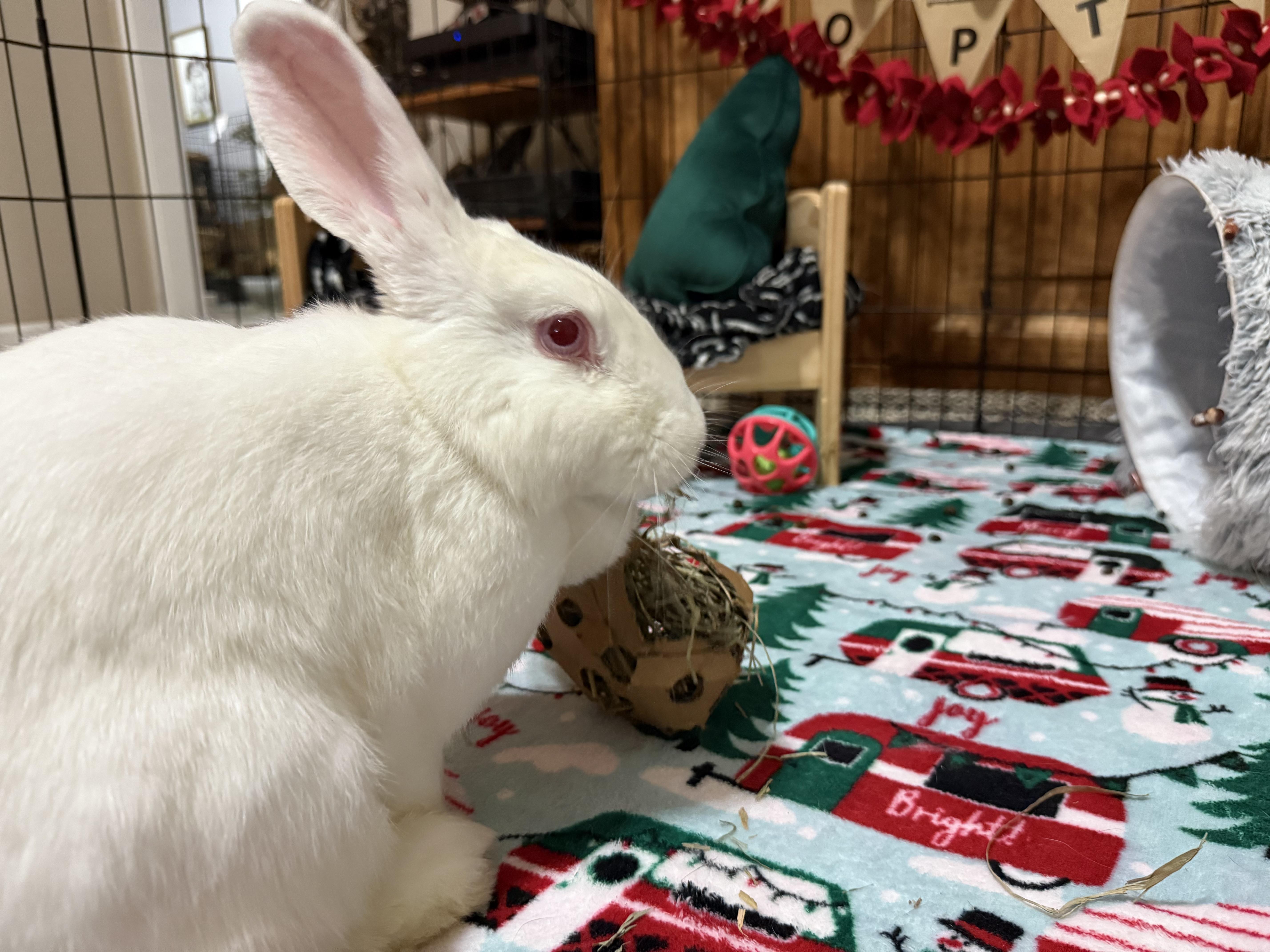 Enlarge Eloise, a Adopted New Zealand in Little Rock, AR image 2/4