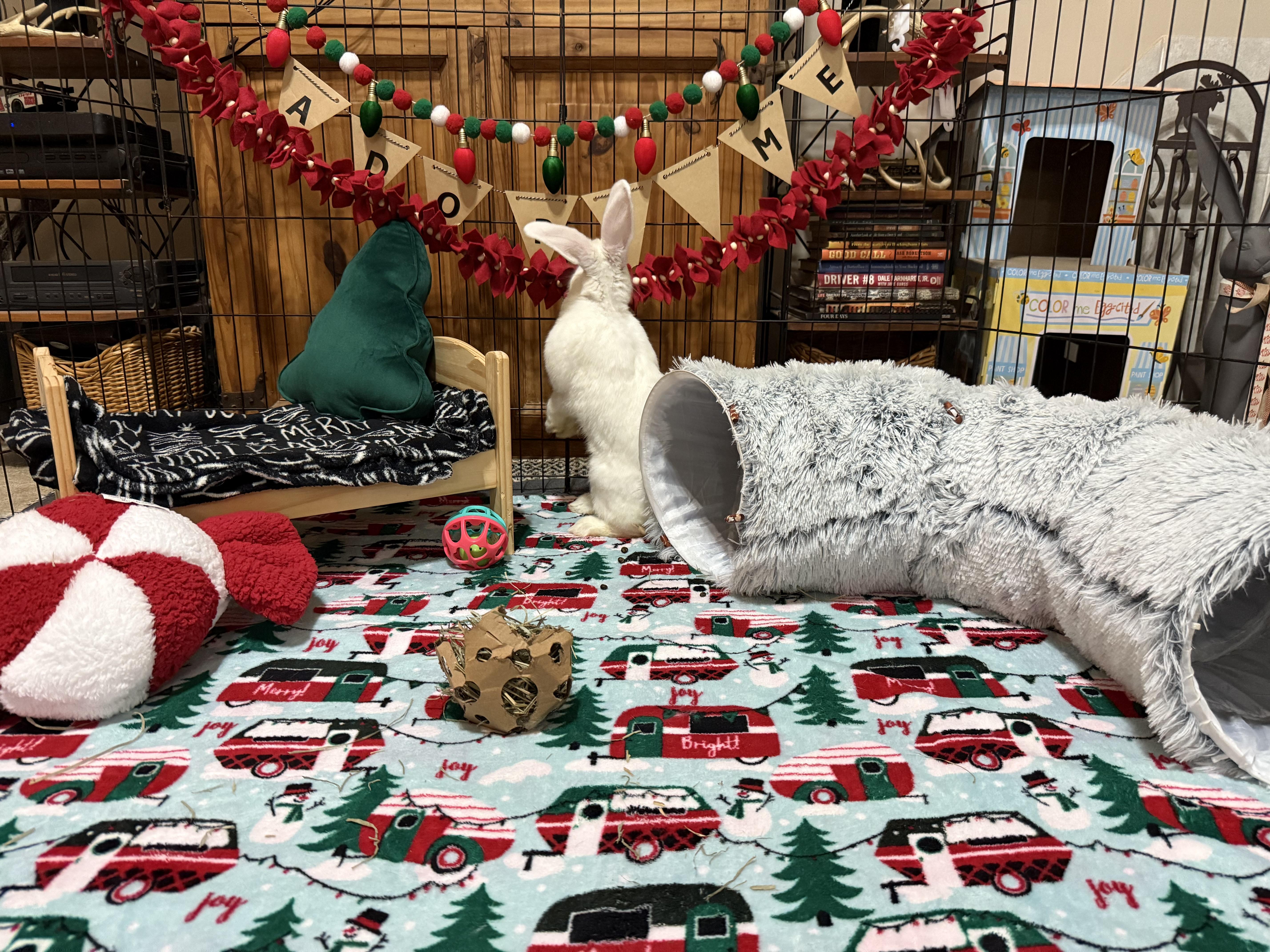 Enlarge Eloise, a Adopted New Zealand in Little Rock, AR image 3/4