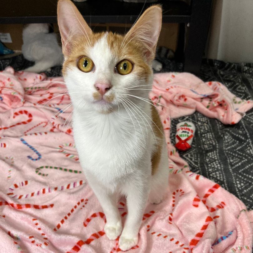 Equinox, Adoptable, Adult Female Domestic Short Hair.