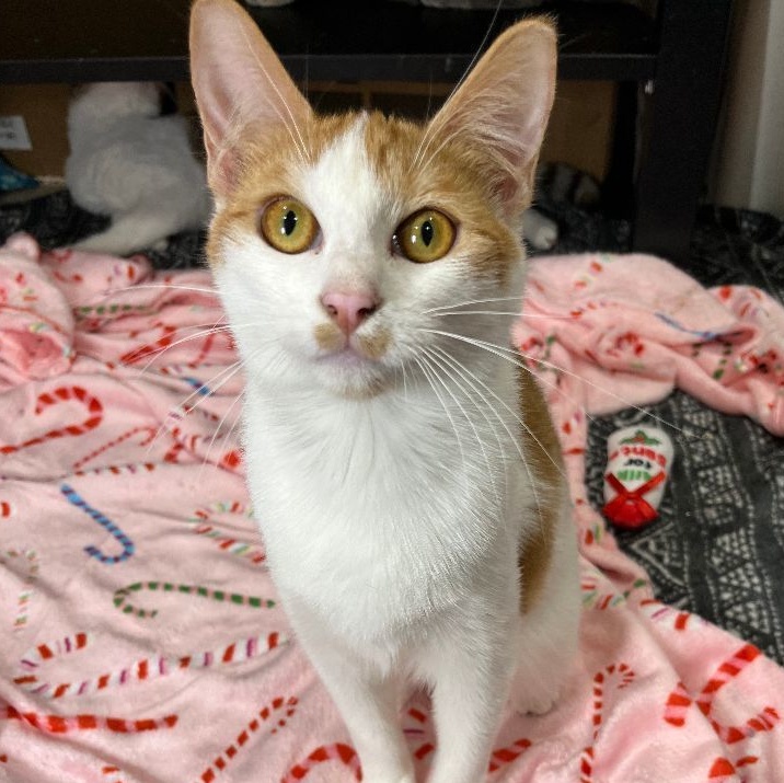 Enlarge Equinox, a Adoptable Domestic Short Hair in Pembroke Pines, FL image 5/5