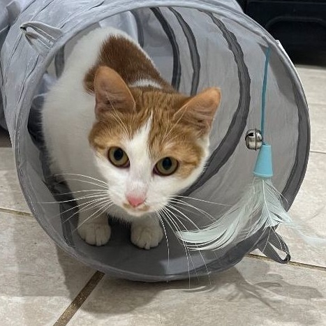 Enlarge Equinox, a Adoptable Domestic Short Hair in Pembroke Pines, FL image 2/5