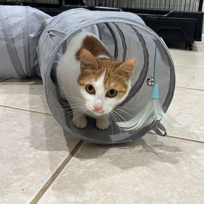 Enlarge Equinox, a Adoptable Domestic Short Hair in Pembroke Pines, FL image 2/7