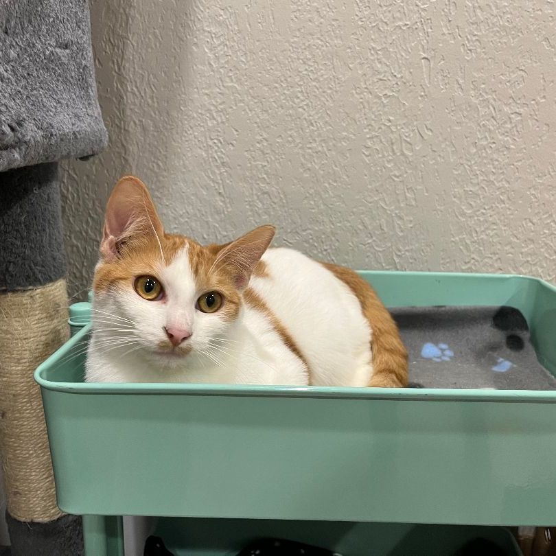 Enlarge Equinox, a Adoptable Domestic Short Hair in Pembroke Pines, FL image 3/7