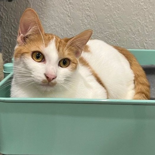 Enlarge Equinox, a Adoptable Domestic Short Hair in Pembroke Pines, FL image 3/5