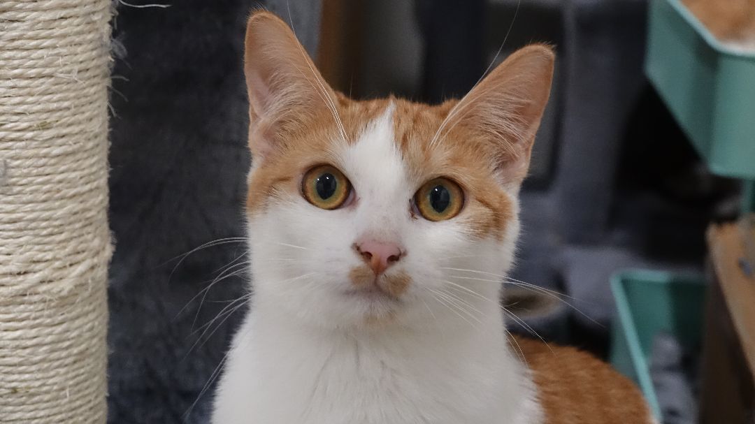 Equinox, Adoptable, Adult Female Domestic Short Hair.