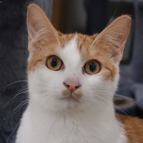 Enlarge Equinox, a Adoptable Domestic Short Hair in Pembroke Pines, FL image 1/5