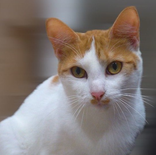 Enlarge Equinox, a Adoptable Domestic Short Hair in Pembroke Pines, FL image 4/5