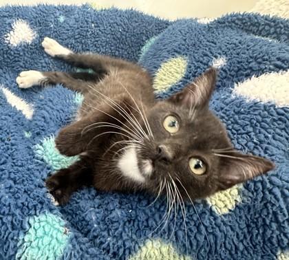 Baker, Adoptable, Kitten Male Domestic Short Hair & Domestic Short Hair.