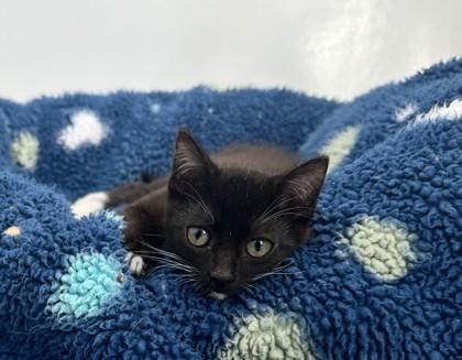 Enlarge Baker, a Adoptable mixed breed in Sultan, WA image 2/2
