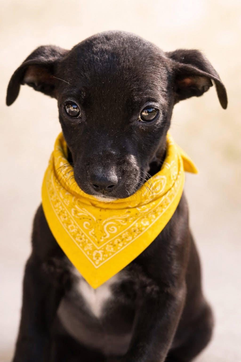 ButterCup, ADOPTABLE, Puppy Female Labrador Retriever & Chihuahua.