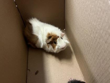 Marley, Adoptable, Adult Male Guinea Pig & Guinea Pig.