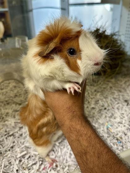 Enlarge Marley, a Adoptable mixed breed in Wichita, KS image 2/2