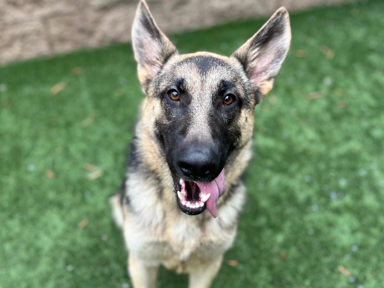 Dog for adoption 911 URGENT Handsome boy HEINZ is IN SERIOUS DANGER