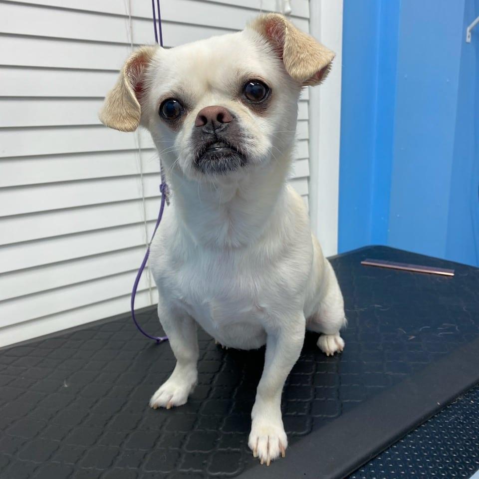 Sweetie, Adopted, Adult Female Pekingese & Chihuahua.