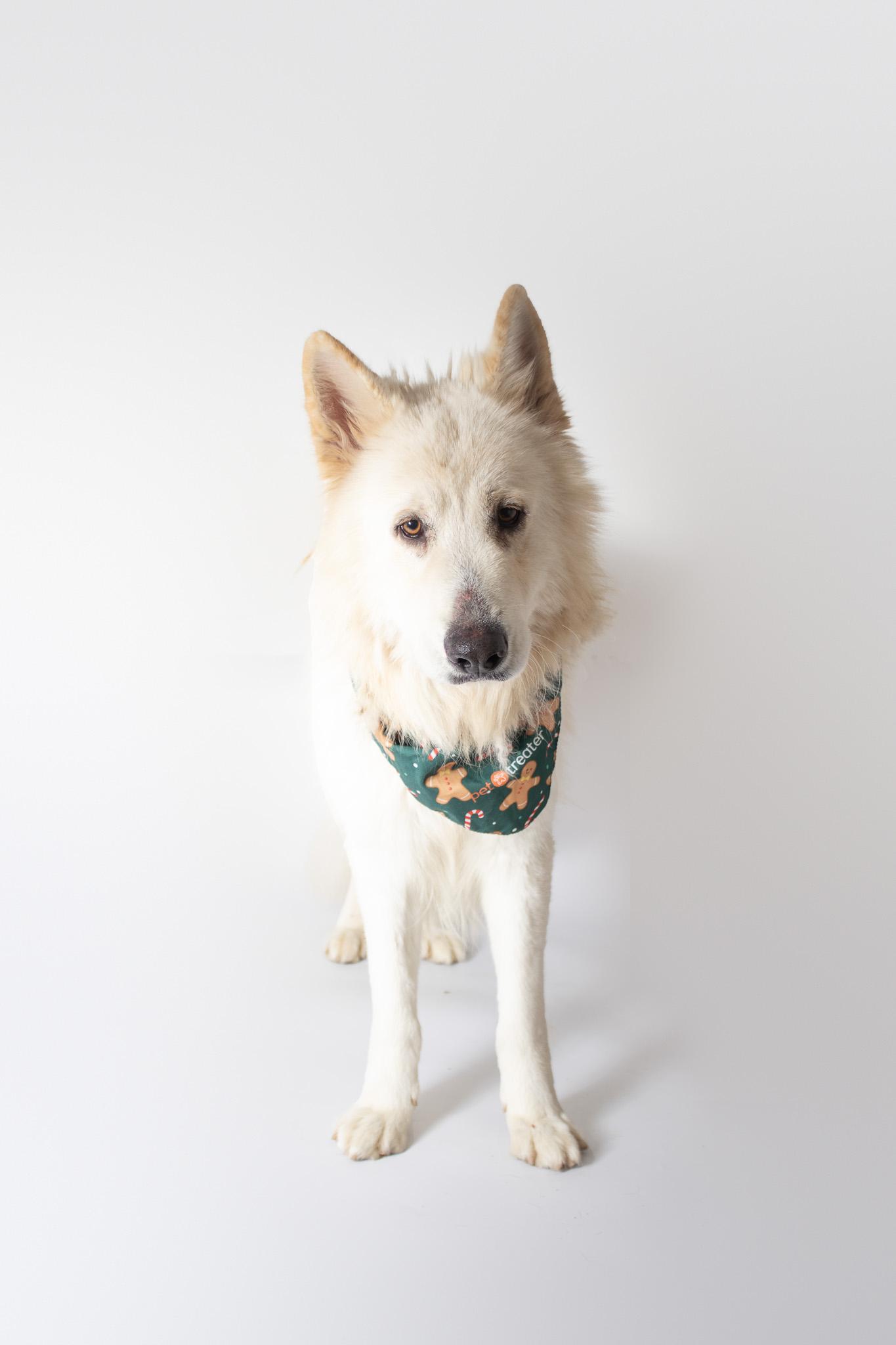 Enlarge Maxwell, a ADOPTABLE German Shepherd Dog in Plaquemine, LA image 2/2