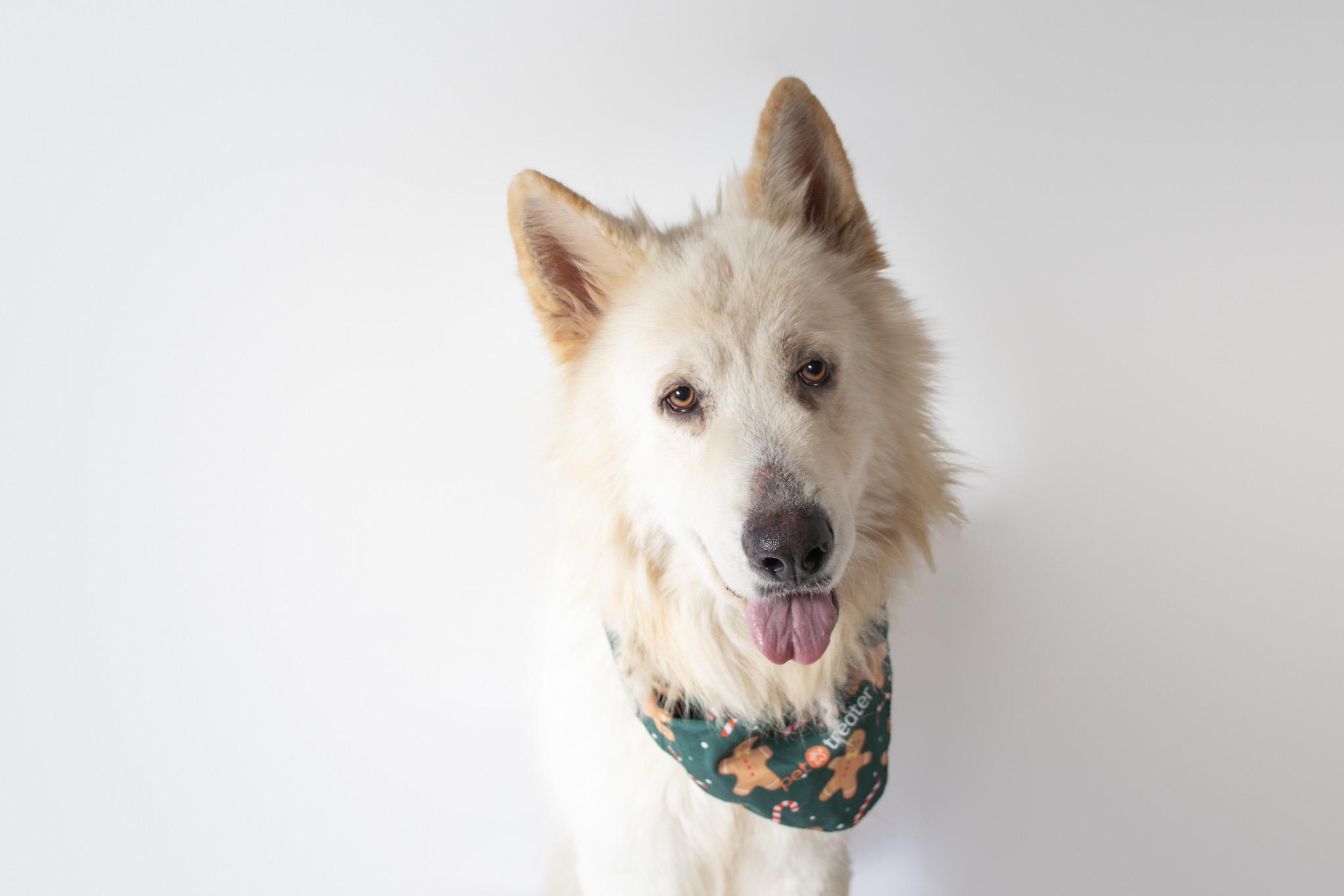 Maxwell, ADOPTABLE, Adult Male German Shepherd Dog.