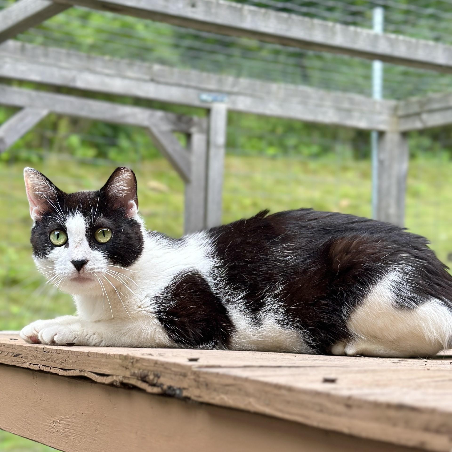 Enlarge Grace, a Adoptable Domestic Short Hair in Victor, NY image 3/3