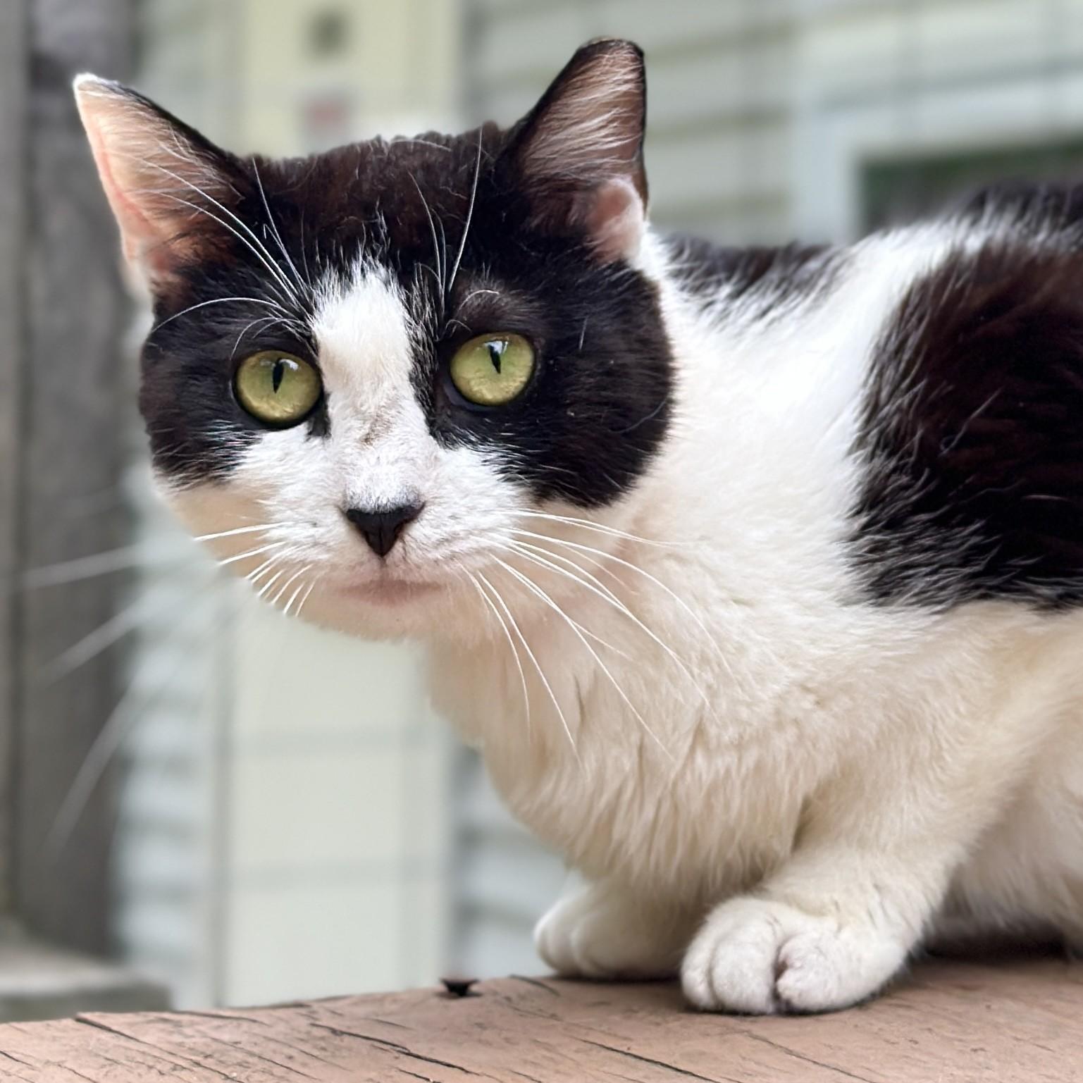 Enlarge Grace, a Adoptable Domestic Short Hair in Victor, NY image 2/3