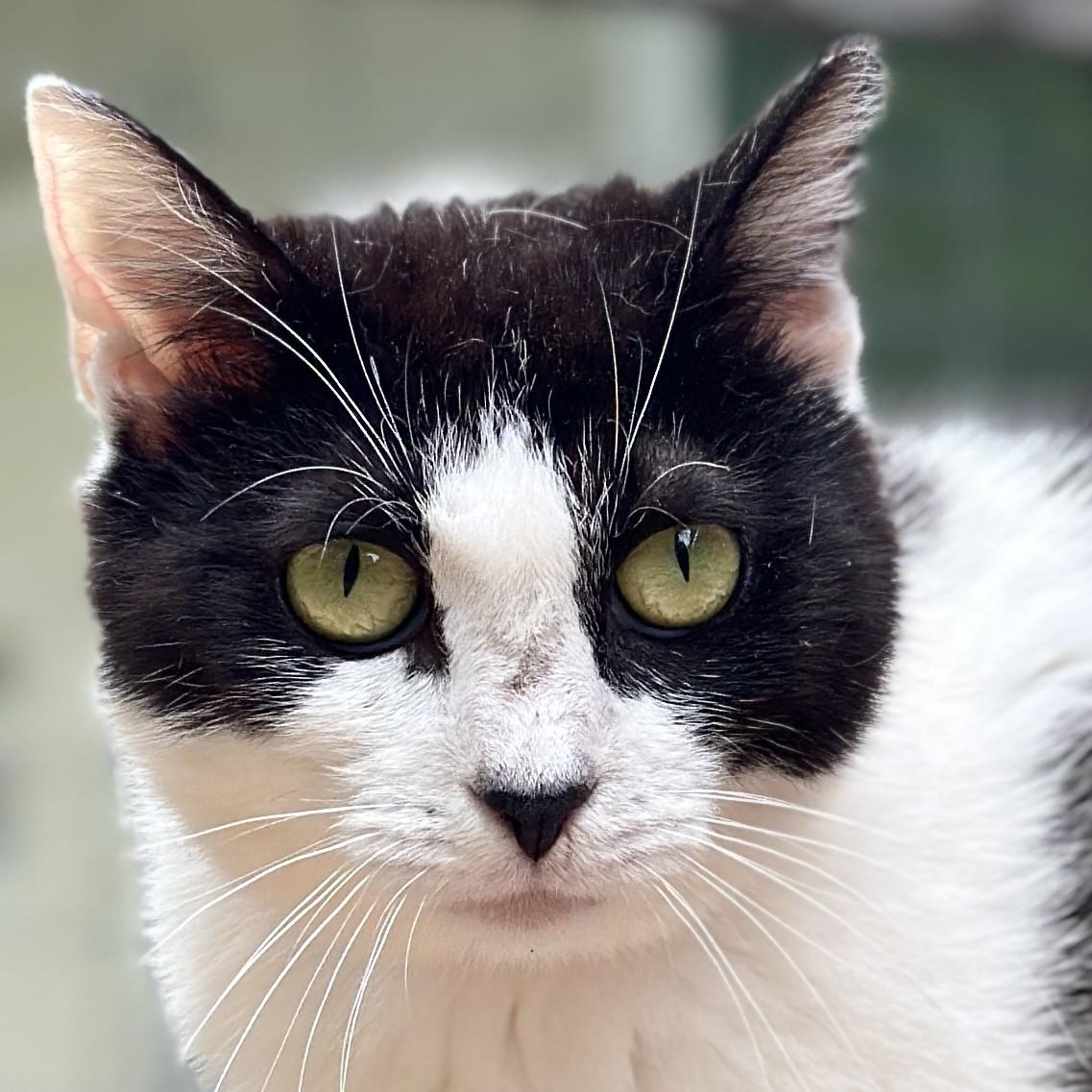 Enlarge Grace, a Adoptable Domestic Short Hair in Victor, NY image 1/3