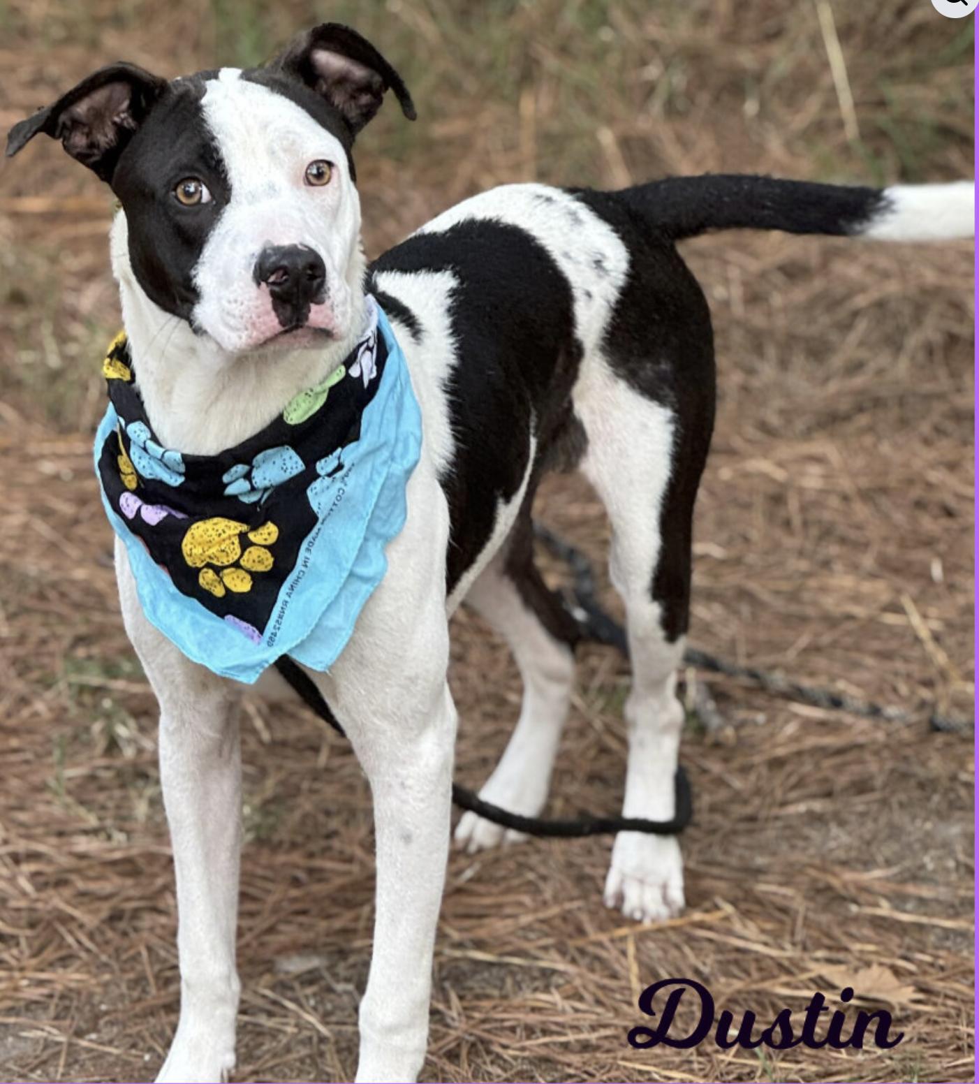 Dustin, ADOPTABLE, Adult Male Mixed Breed.