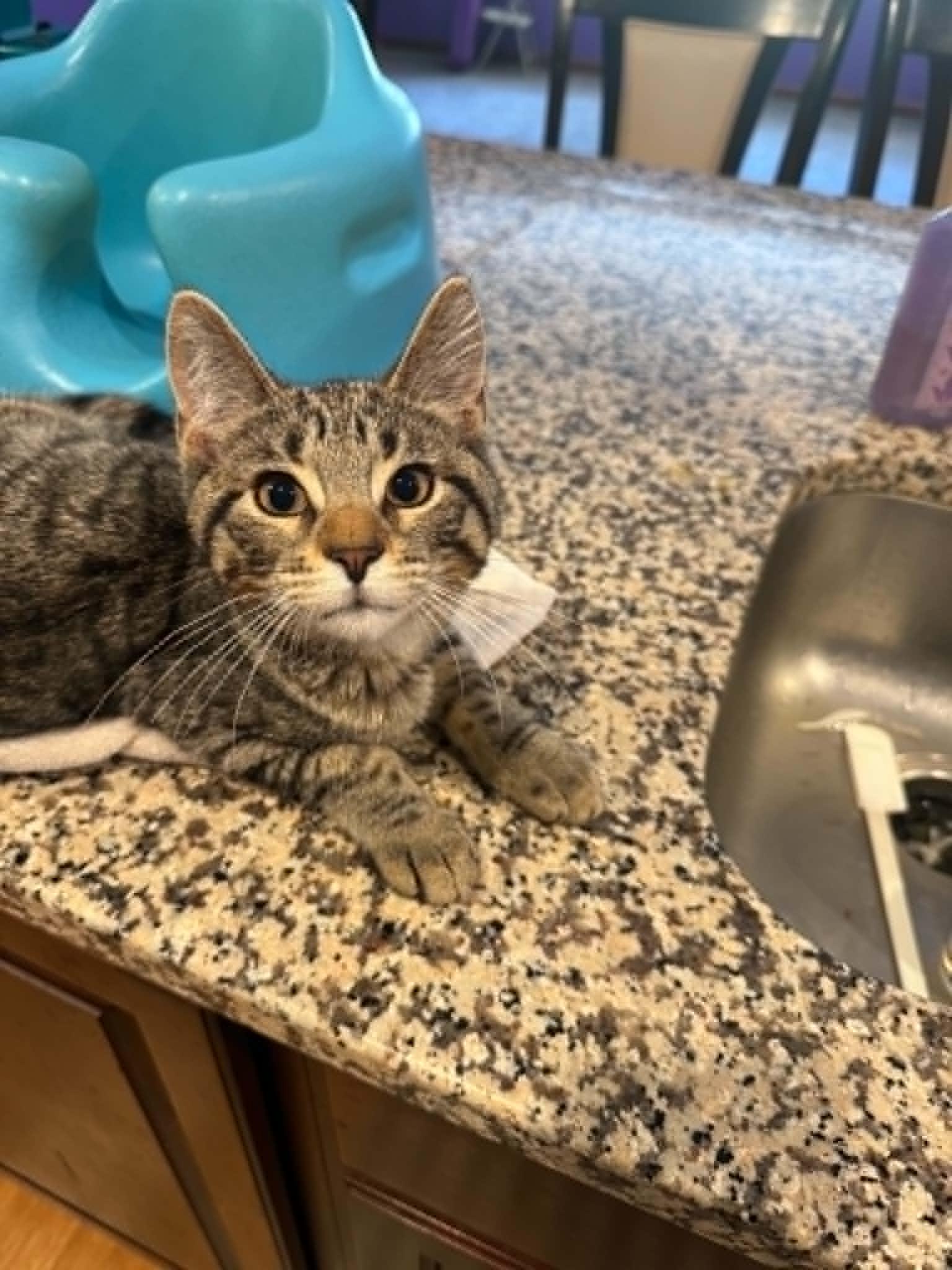 Falafel, a ADOPTABLE Domestic Short Hair in Fulton, NY image 3/6