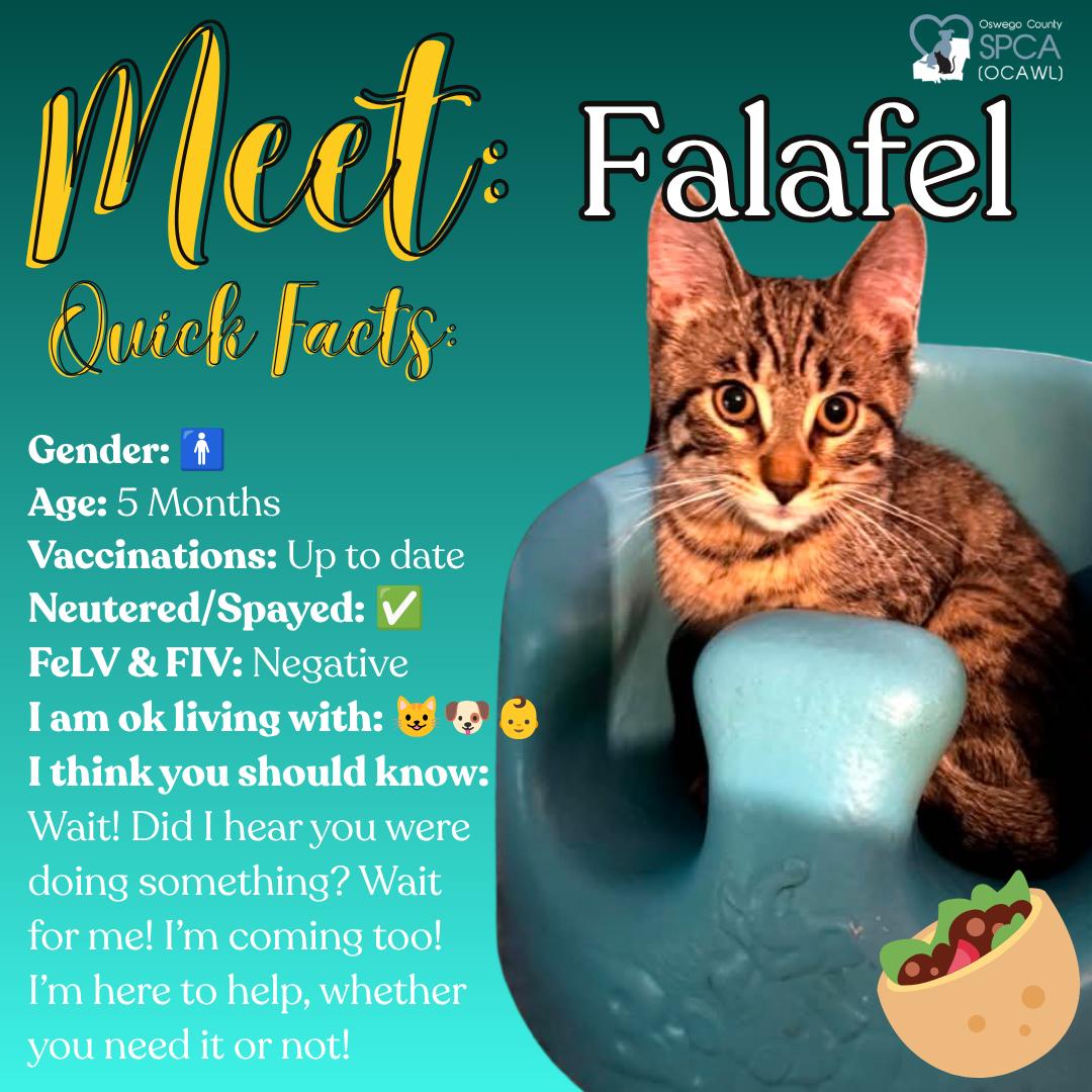 Falafel, ADOPTABLE, Young Male Domestic Short Hair.