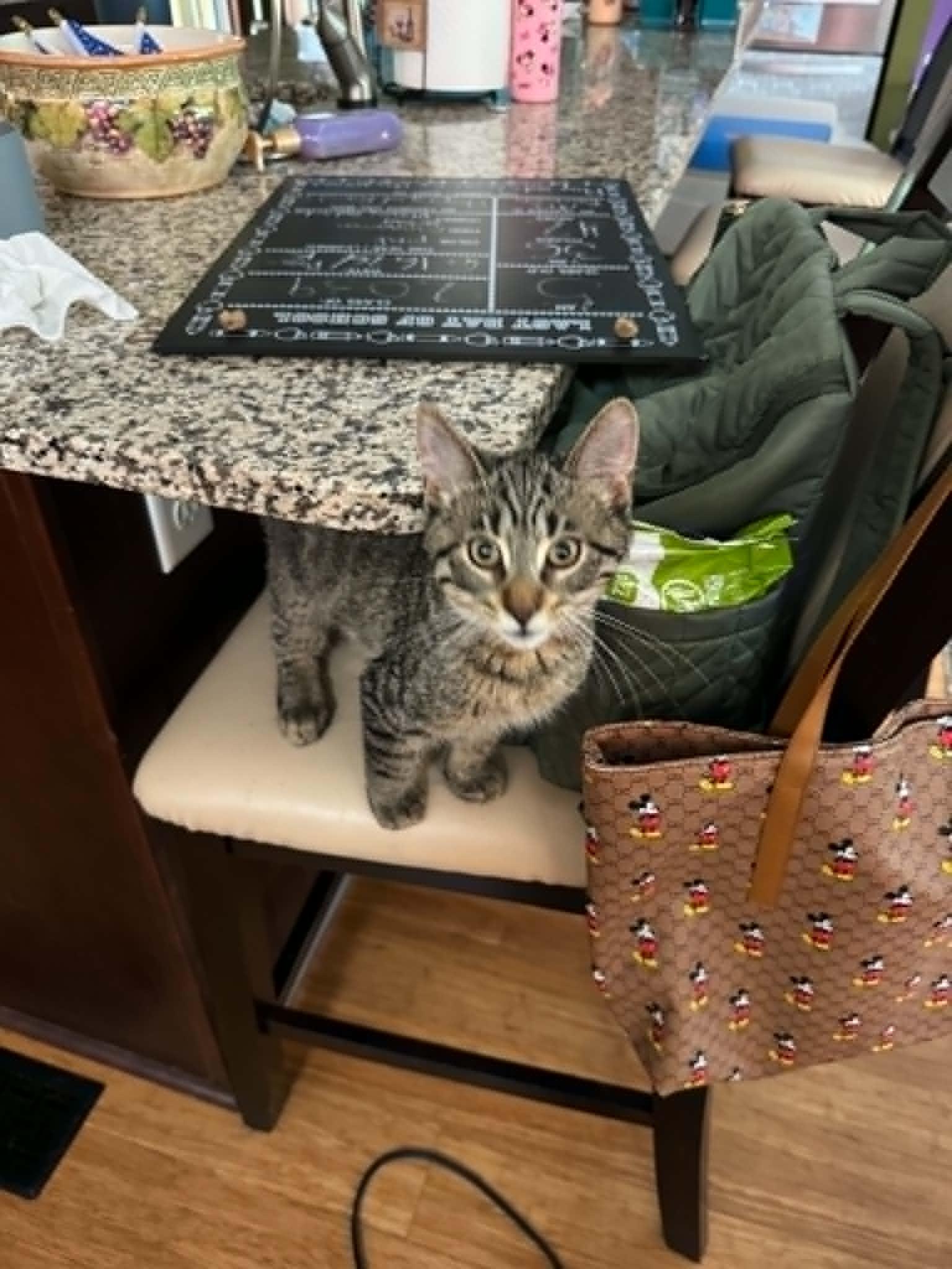 Falafel, a ADOPTABLE Domestic Short Hair in Fulton, NY image 4/6