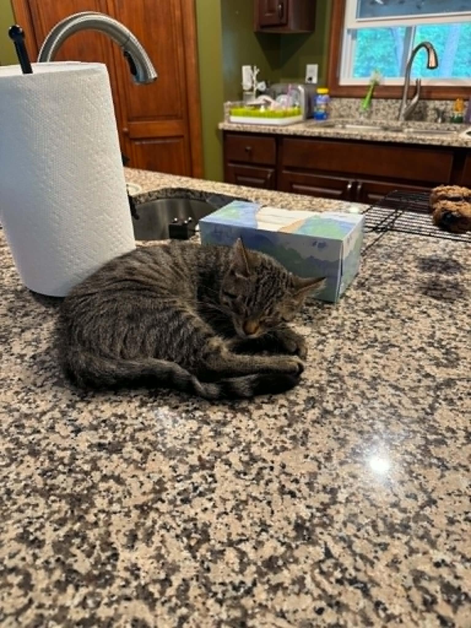 Falafel, a ADOPTABLE Domestic Short Hair in Fulton, NY image 2/6