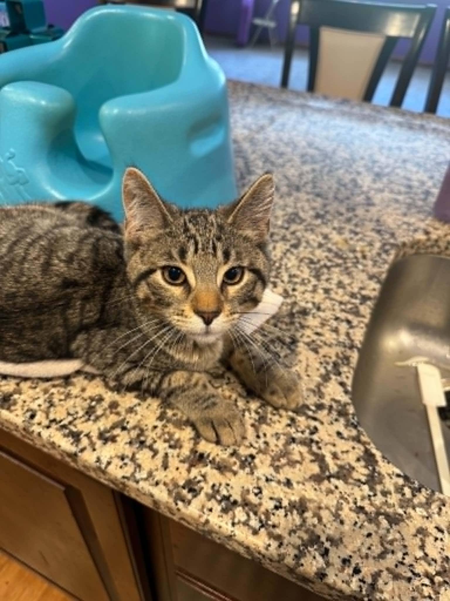 Falafel, a ADOPTABLE Domestic Short Hair in Fulton, NY image 6/6