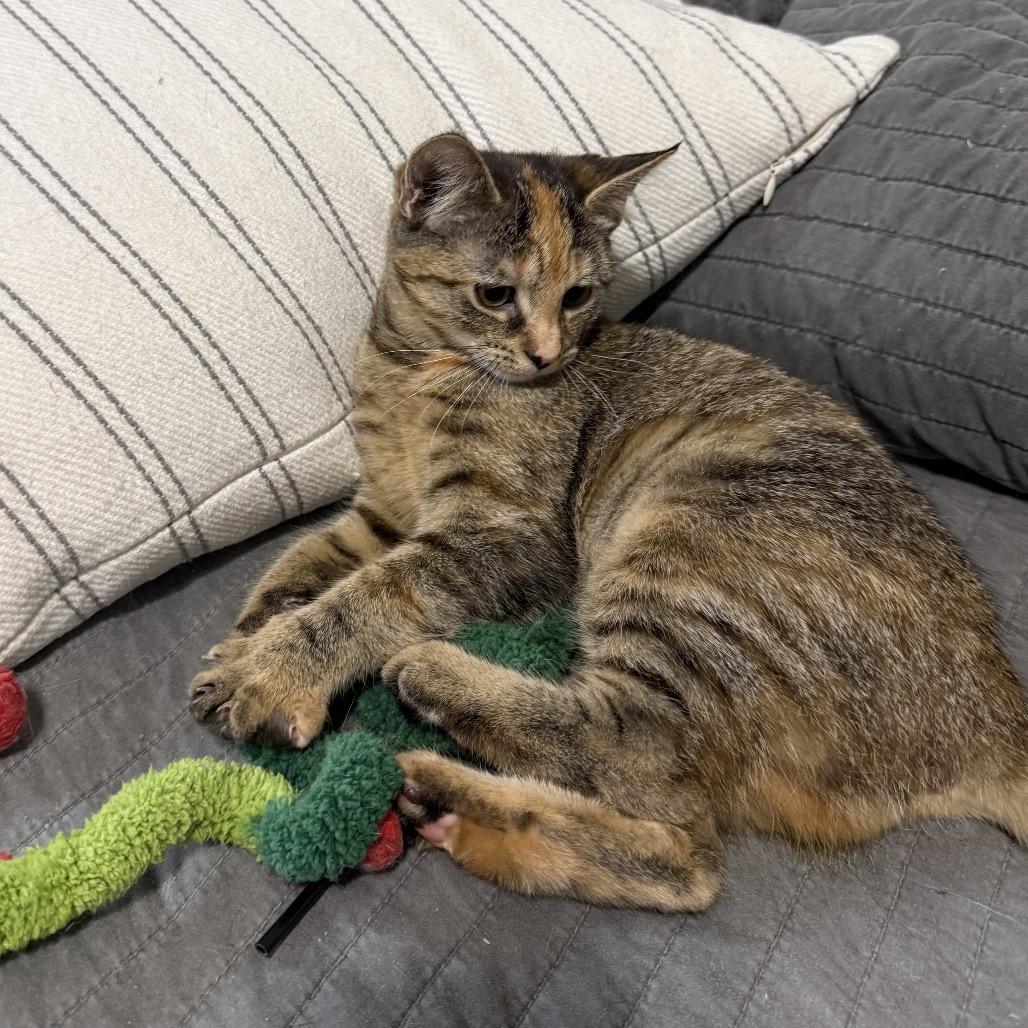 Saffron (Oakgrand Kitten 4, Adoptable, Kitten Female Domestic Short Hair.