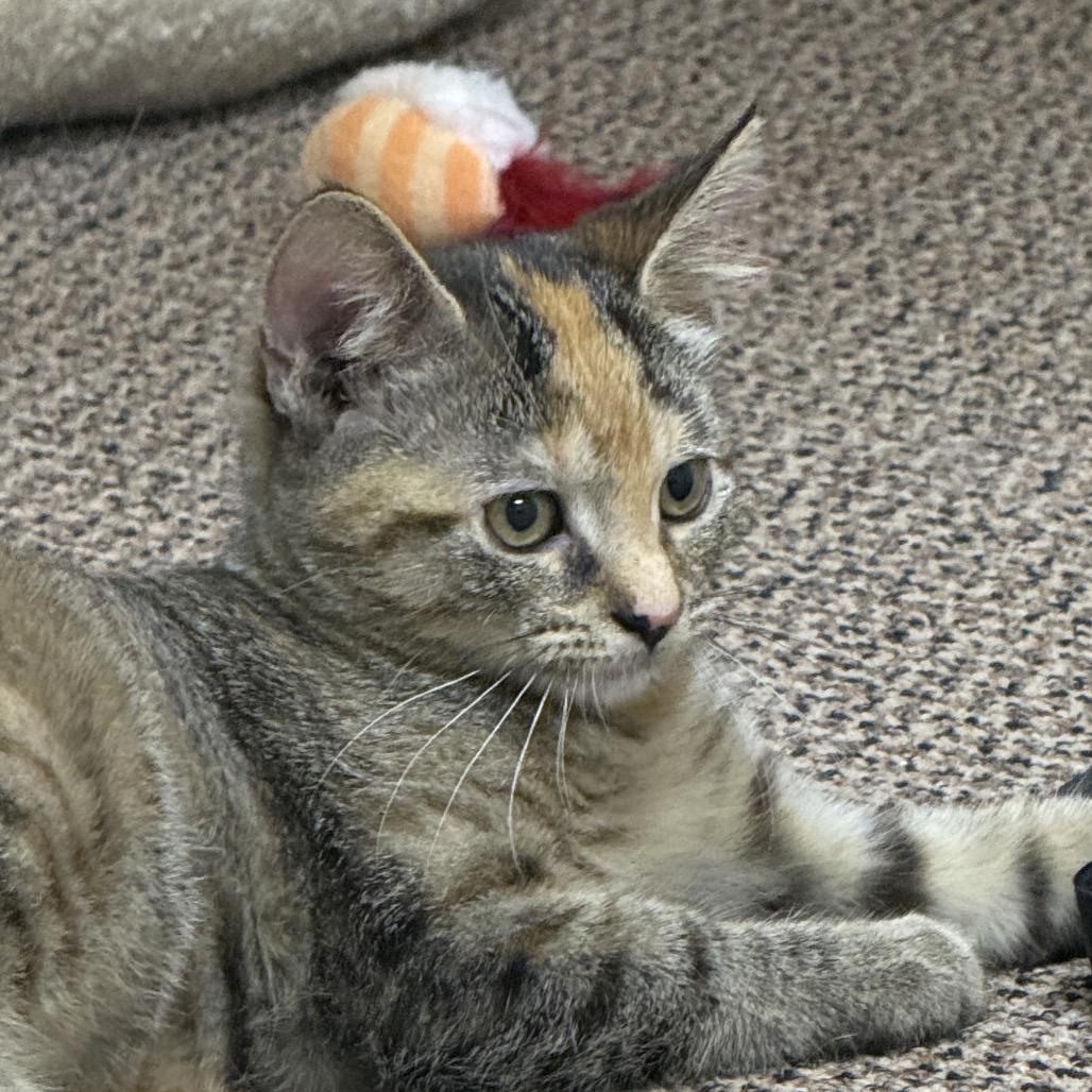 Enlarge Saffron (Oakgrand Kitten 4, a Adoptable Domestic Short Hair in Westport, CT image 2/5