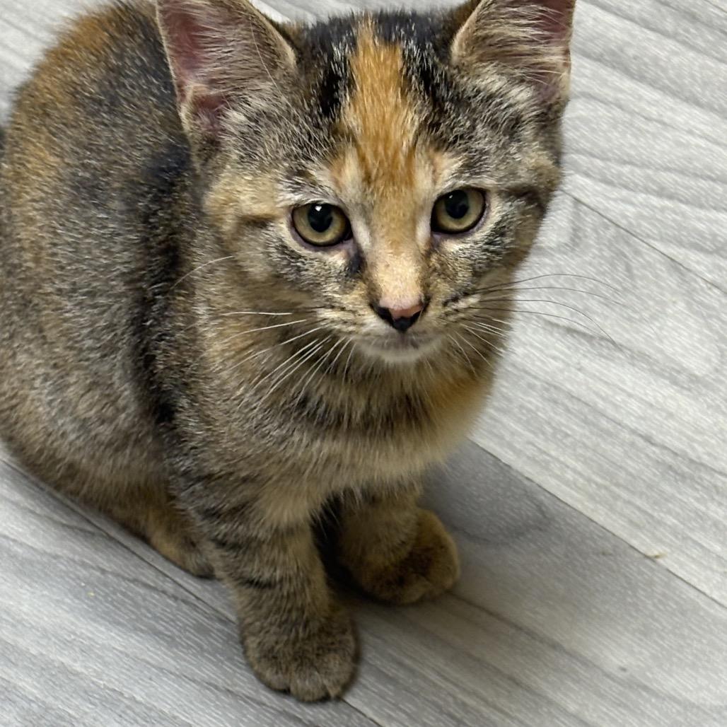 Enlarge Saffron (Oakgrand Kitten 4, a Adoptable Domestic Short Hair in Westport, CT image 3/5