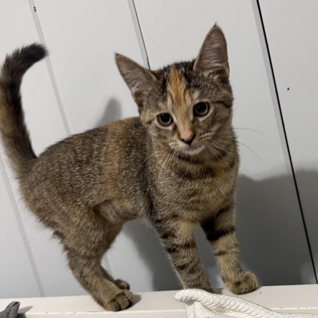 Enlarge Saffron (Oakgrand Kitten 4, a Adoptable Domestic Short Hair in Westport, CT image 4/5