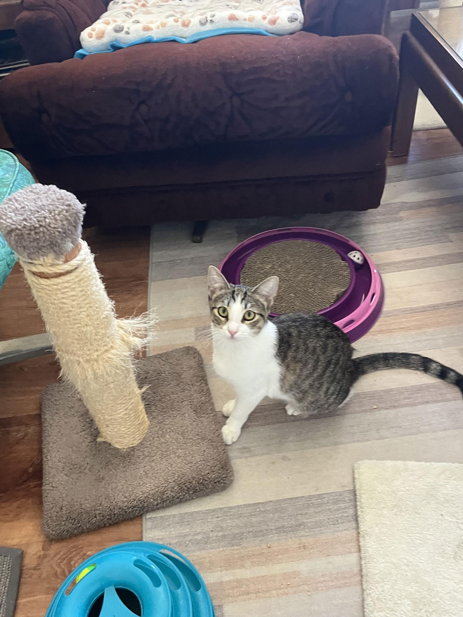 Rosebud, Adoptable, Young Female Tabby & Domestic Short Hair.