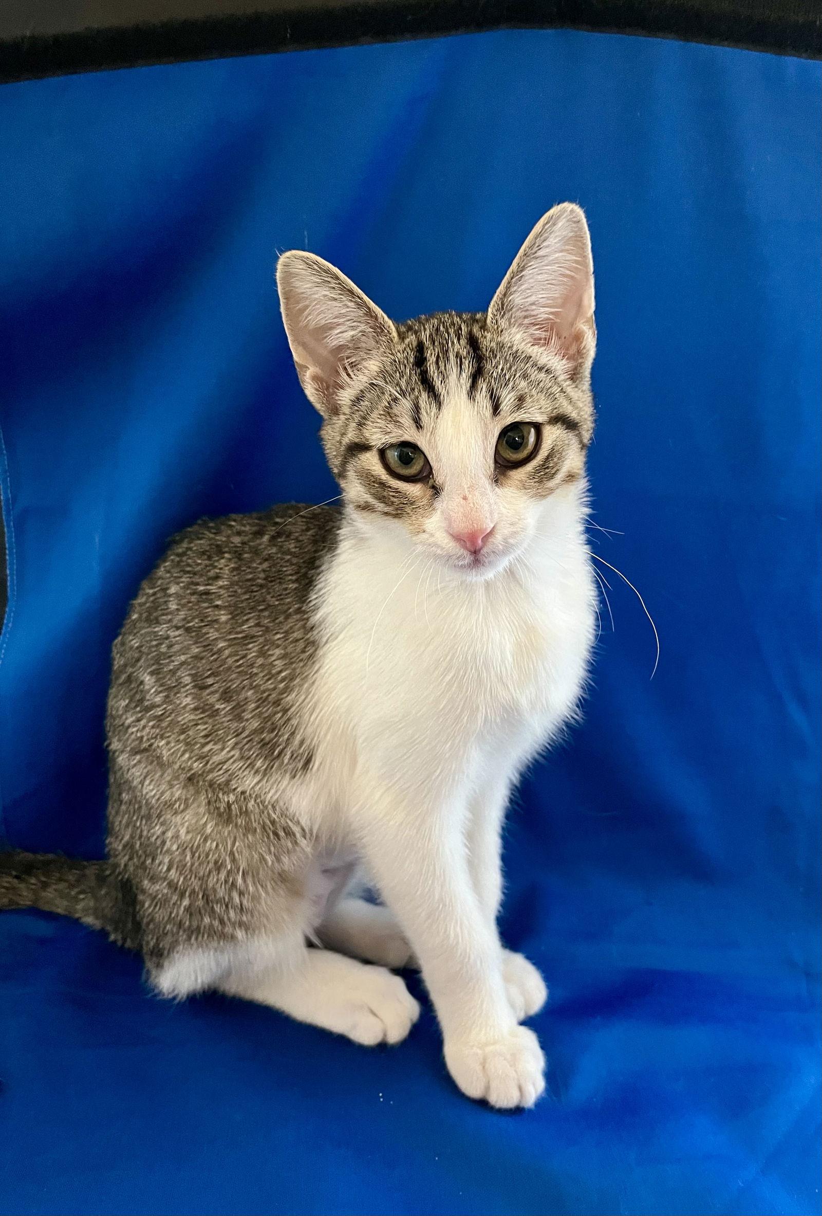 Rosebud, a Adoptable mixed breed in Phoenix, AZ image 2/3