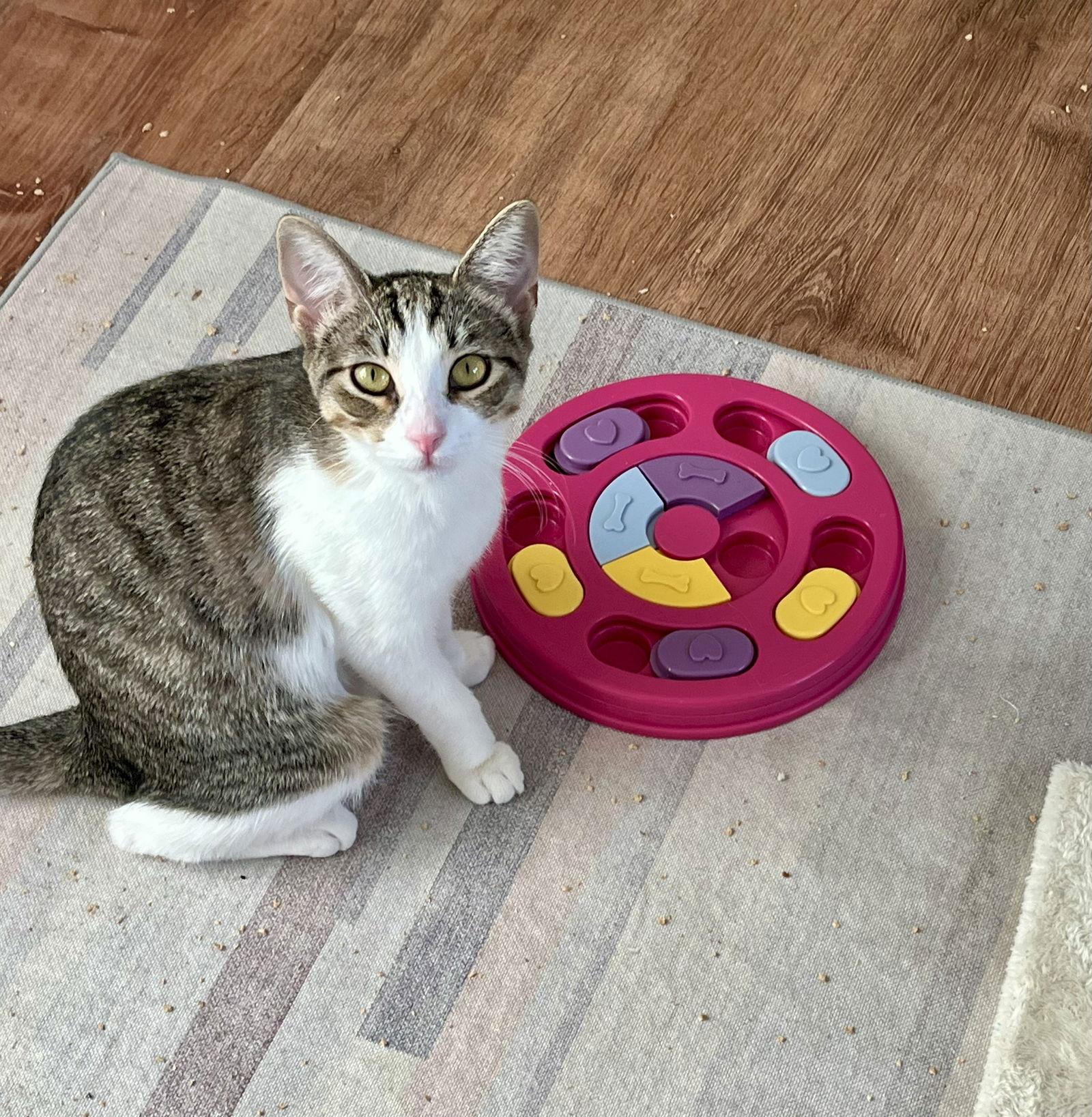 Rosebud, a Adoptable mixed breed in Phoenix, AZ image 3/3