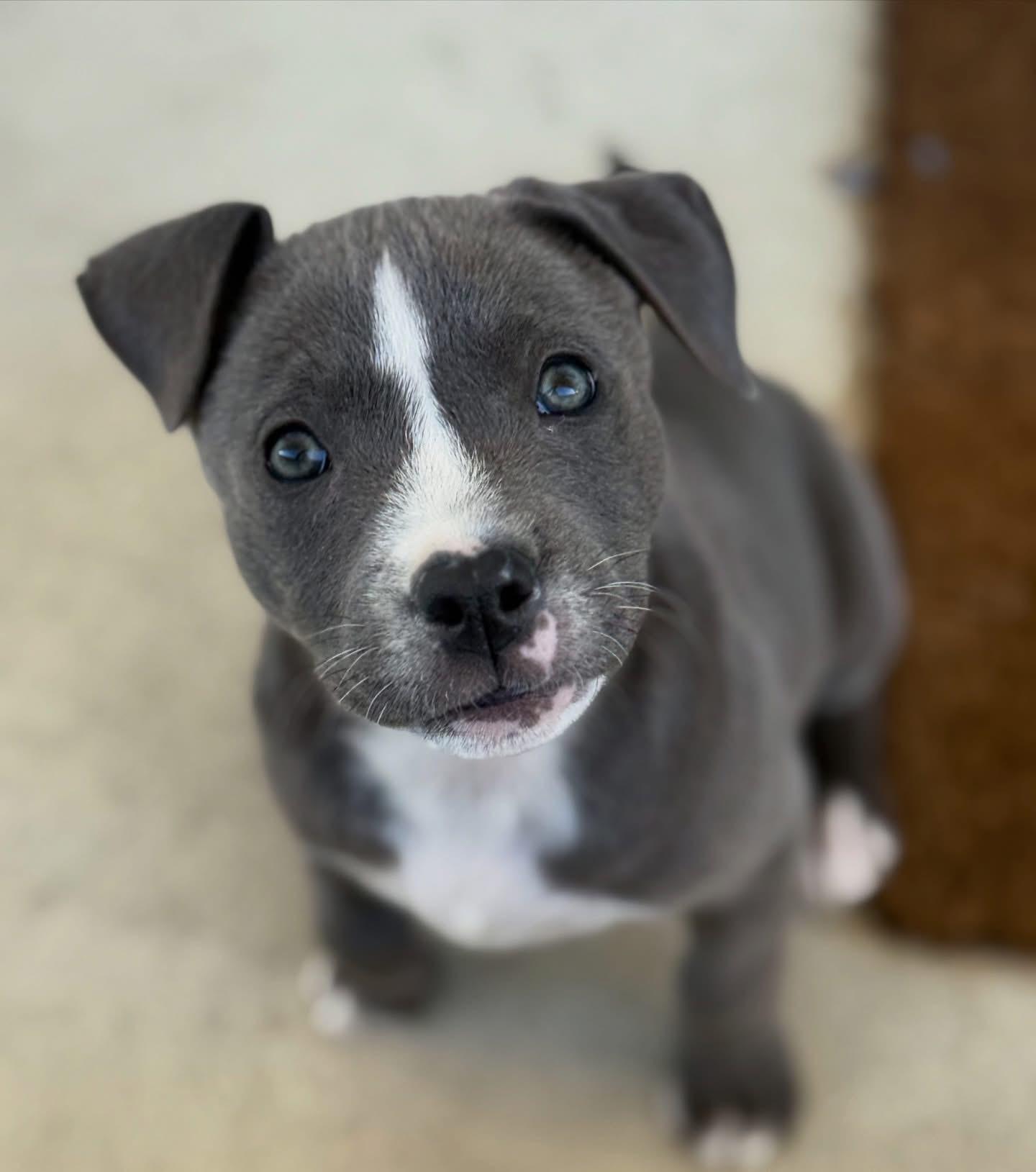 Enlarge Mistletoe-ADOPT ME!!, a ADOPTABLE mixed breed in Redondo Beach, CA image 1/3