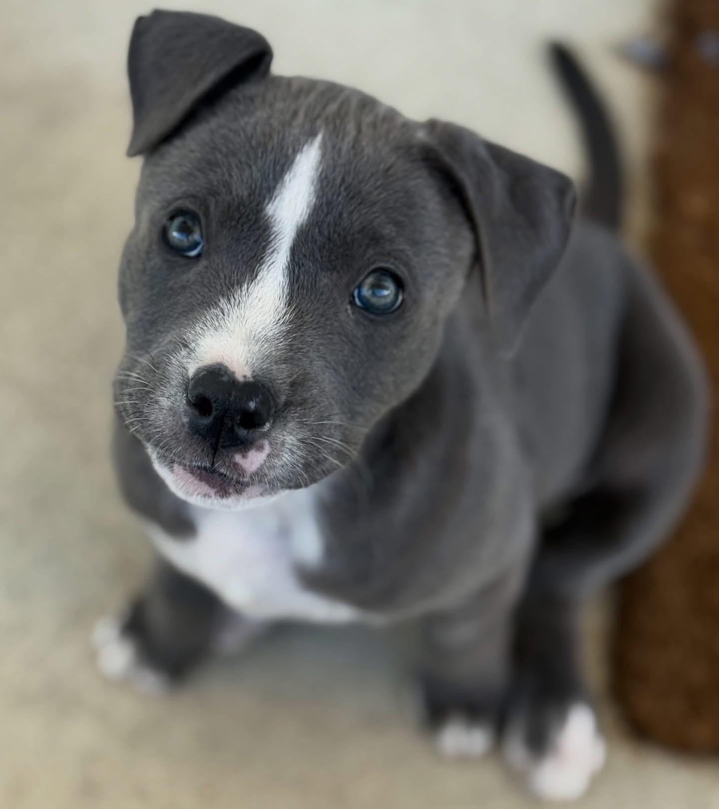 Enlarge Mistletoe-ADOPT ME!!, a ADOPTABLE mixed breed in Redondo Beach, CA image 3/3