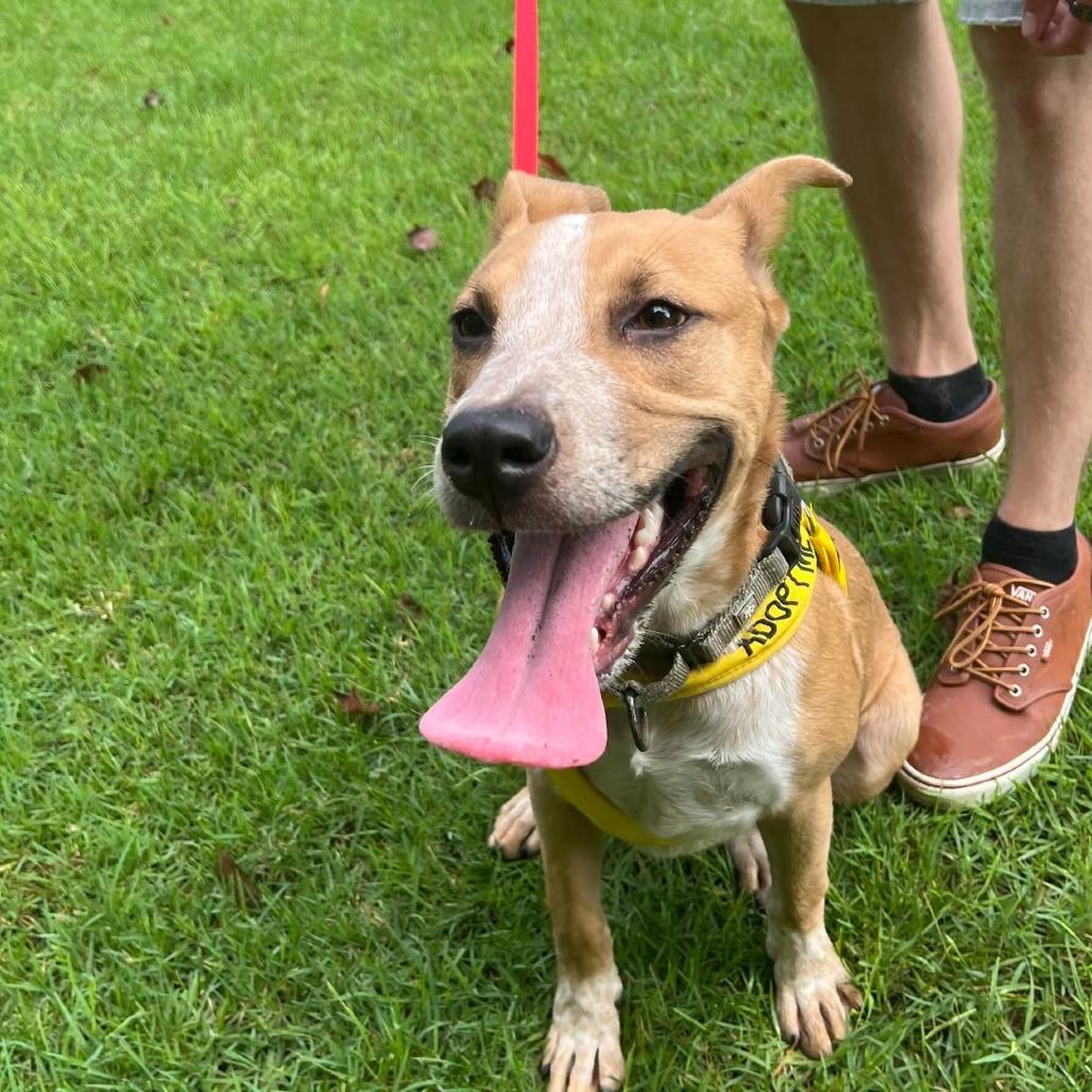 Latifa, Adoptable, Young Female Mixed Breed.
