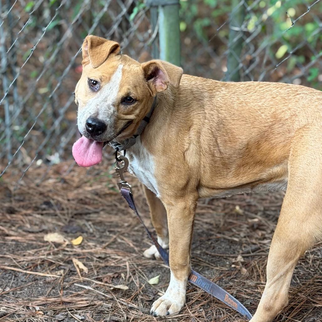 Enlarge Latifa, a Adoptable Mixed Breed in Summerville, SC image 2/6