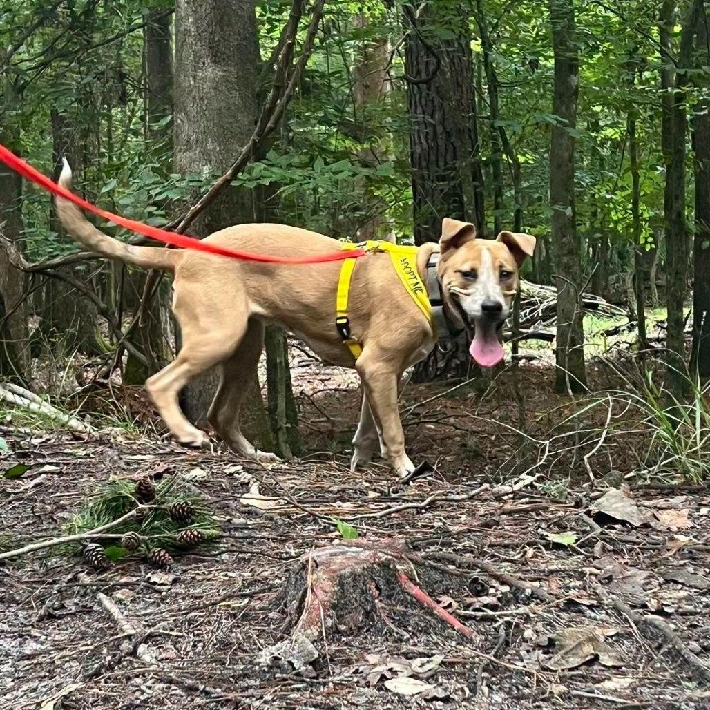 Enlarge Latifa, a Adoptable Mixed Breed in Summerville, SC image 3/6