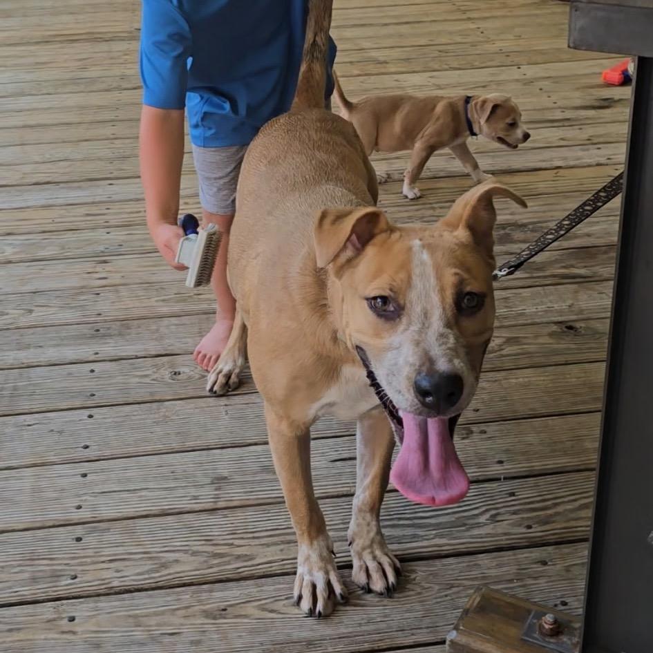 Enlarge Latifa, a Adoptable Mixed Breed in Summerville, SC image 4/6