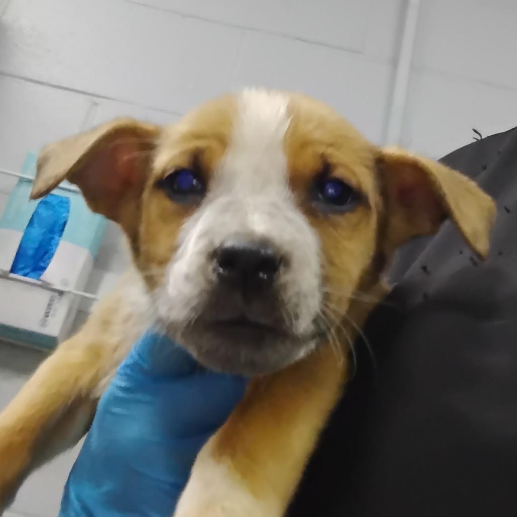 Enlarge Latifa, a Adoptable Mixed Breed in Summerville, SC image 5/6
